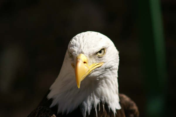 Kientzheim: La volerie des aigles